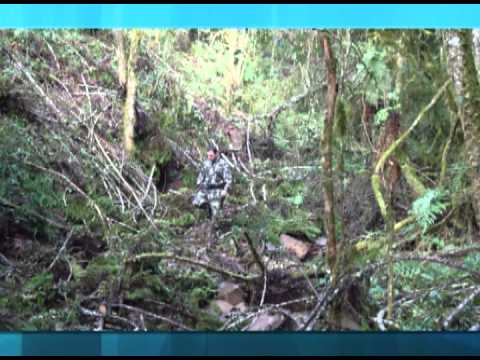 Florianópolis - Desmatamento cerrito