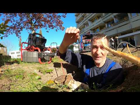 Kempinger 474. Alt, aber noch zu stolz, um aufzugeben an einer über 10 m. langen Wurzel.