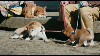 映画『柴公園』予告編 mqdefault - 映画『柴公園』予告編
