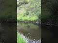 Video Thumbnail for WHO Brown Trout Fishes Like This!? INSANE #Shorts
