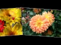 Осенние мотивы 