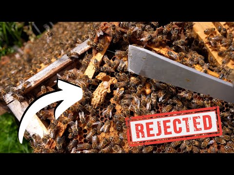 Do NOT Make Splits With These Swarm Cells - Fallen Larvae Cells Explained