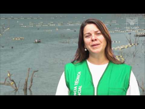 Café Conilon em Sistemas Agroflorestais - Unidade de Observação