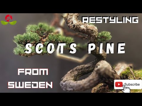 Restyling a Scots Pine from Sweden