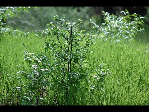 20 :  Hey Let's Twist - Joey Dee & The Starliters