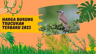 Download lagu Harga Burung Trucukan Terbaru 2023... mp3