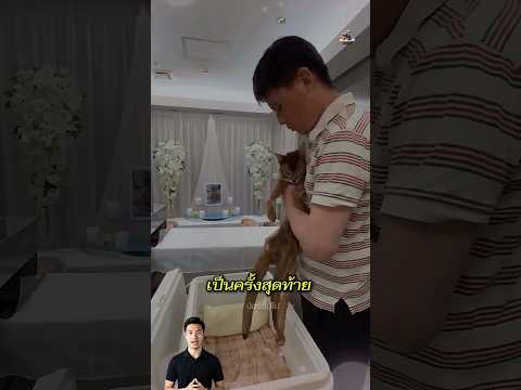 ใจแทบขาด ส่งแมวเพื่อนรัก กลับดาวแมว