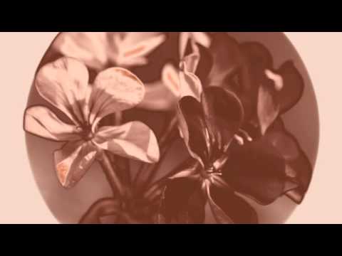 Suphala (featuring words and vocals by Edie Brickell) - Feel Awake Even Though This Is A Dream