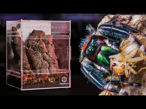 The BEST Enclosures for Jumping Spiders?