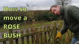 How to Move a Rose Bush. How to transplant a rose. General Rose Care.