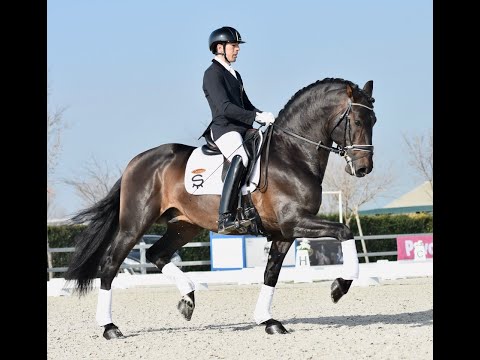 SIETE DE SUSAETA Y SULTÁN DE SUSAETA - DEBUT 5 AÑOS.