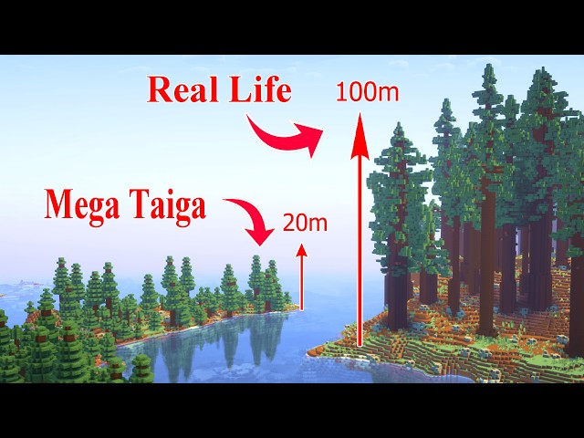 Vanilla Supergiant Spruce Tree Forest Minecraft Map