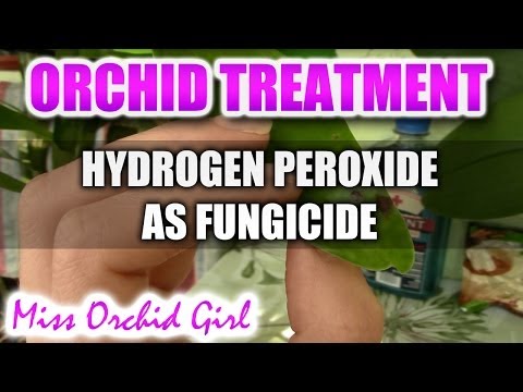 Using hydrogen peroxide with Orchids - Non toxic fungicide Video