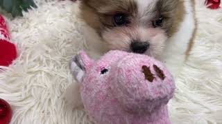 ハーフ犬の動画01