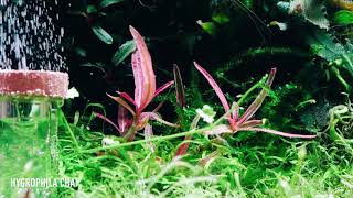 Rare Aquatic Plant: Hygrophila Chai
