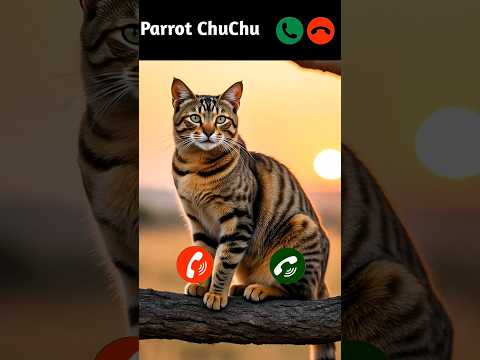 Cute Cat Calling You Tahira 😻 #catlover #mi #shorts