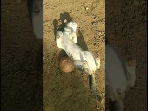 Don't you like to me🥺🥺🥺#shortsfeed #shorts#youtubeshorts#short#ytshorts#shortsvideo#shortsfeed#viral