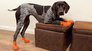 Download lagu My Dog Tries On Dog Boots For The First Time | German Shorthaired Pointer | GSP Dog Vlog mp3