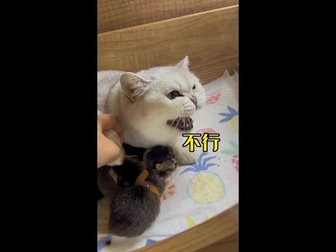 原来猫咪不仅能察觉到不对，还会用自己的方式对我们说话，宝宝被凶凶照顾的非常好，希望灰灰早日健康的回来