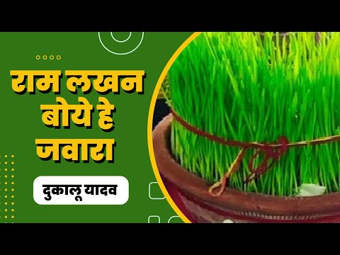 Ram Lakhan Boye He Jawara || राम लखन बोये हे जवारा || Dukalu Yadav CG Jasgeet || दुकालू यादव जसगीत