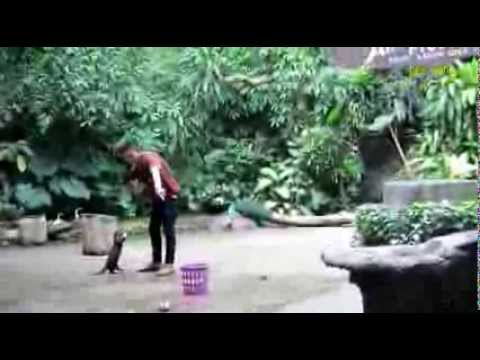 100 секунд_24-Зоопарк Као Кео (часть 2)