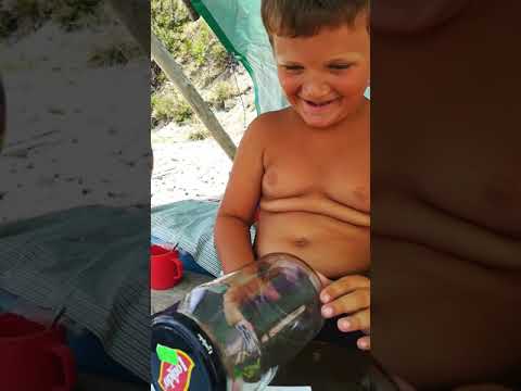 Богомолы циркачи