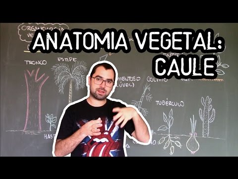 Organologia do Caule (Anatomia) - Aula 16: Botânica (Prof. Guilherme)