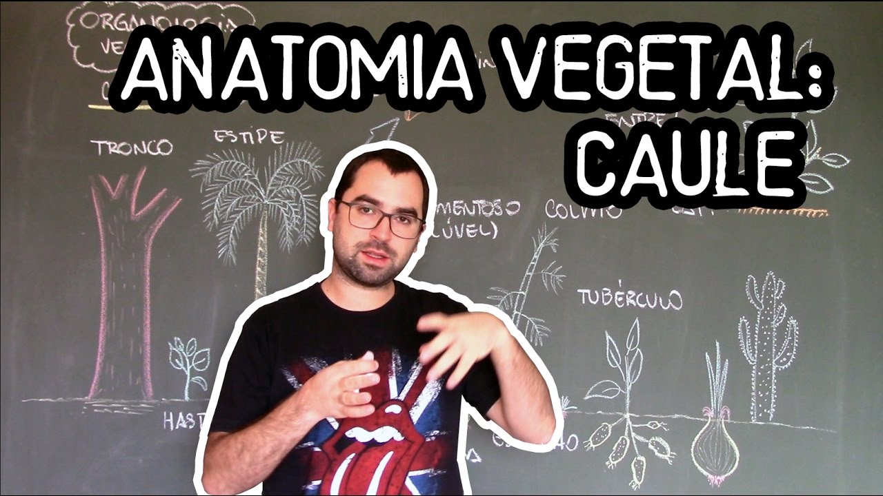 Organologia do Caule (Anatomia) - Aula 16: Botânica (Prof. Guilherme)