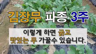 김장무 파종 3주 이렇게 하면 굵고 맛있는 무 가꿀 수 있습니다. #주말농장 #김장무 가꾸기 #김장 무 잘 …