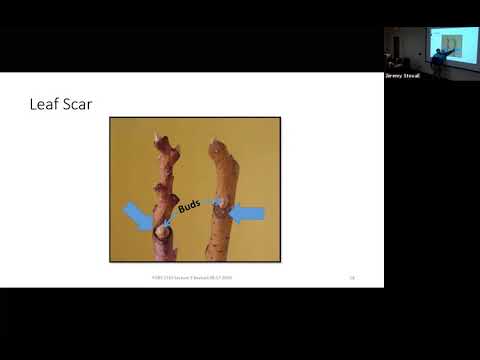 Vegetative Morphology - SFA Dendrology Lecture (FORS 2319)