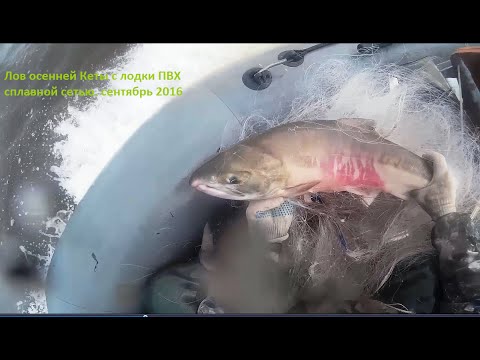 Рыбалка сетями. Лов Кеты, на Амуре с лодки ПВХ сплавной сетью. Russian SALMON.
