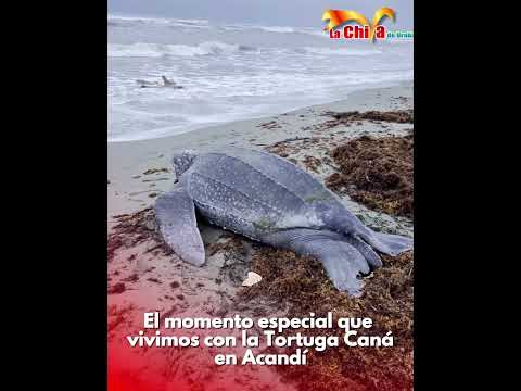 El momento especial que vivimos con la tortuga caná en Acandí, Chocó.