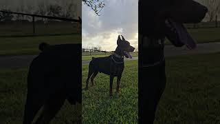 Video preview image #5 Doberman Pinscher Puppy For Sale in FORT LAUDERDALE, FL, USA
