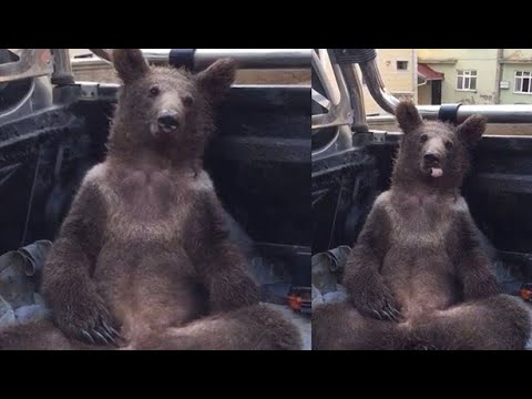 @NTV Fazla bal yiyen ayı kendinden geçti