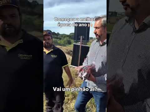 VOCÊ JÁ COMEU PINHÃO HOJE? #pinhão #paraná #araucária #pinha #pinheiro