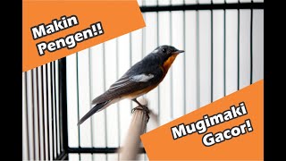 Download lagu Burung Sikatan Mugimaki / Robin Flycatcher Gacor Konslet mp3