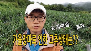 가을장마로 고추생육 넘 안좋네요. 올해도 고추농사 힘들다..