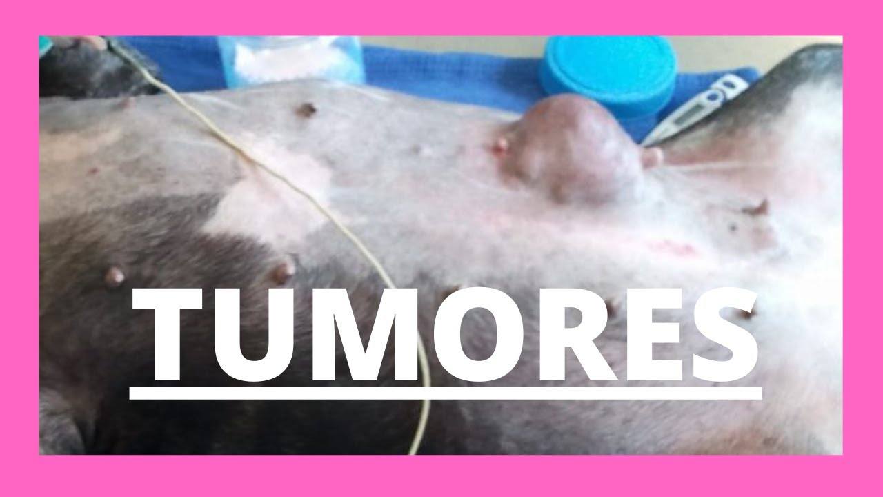 Watch Tumores de mama en perras - VETERINARIA Now Tumores de mama en perras - VETERINARIA