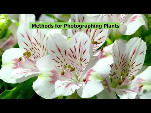 Methods for Photographing Plants with Panasonic Bridge Cameras