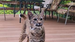 Close encounter: Wild bobcat visits house cat, lounges on Oregon deck