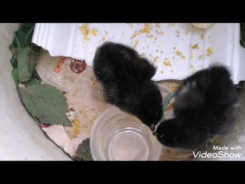 Спасенные цыплята из яиц, брошенных наседкой на 6 день. Инкубатор самоделка. Позитивчики.