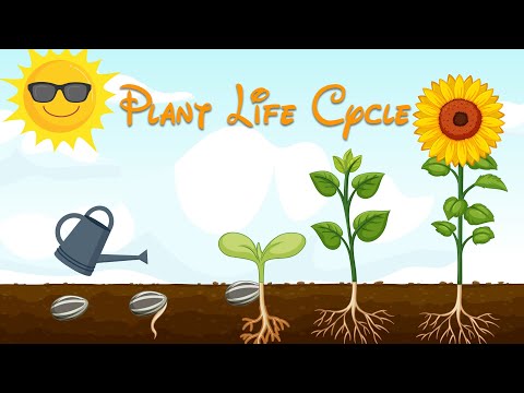 Plant Life Cycle - Learning Life Cycle - Videos For Kids And Toddlers