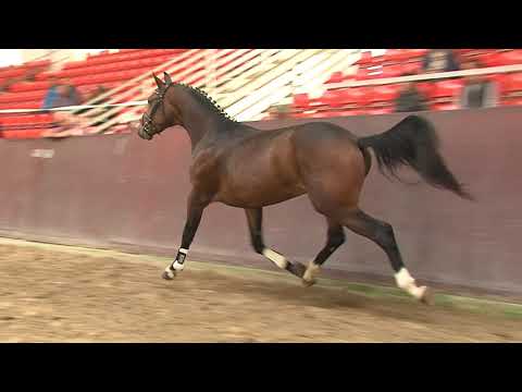 30. Meckl. Körtage 2020 - Kat.Nr. 21 Junghengst v. Fidertanz - Scolari