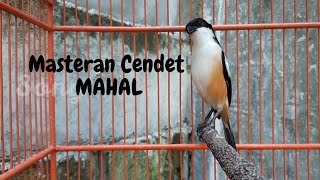 Download lagu CENDET STRESS PUN AKAN NYAUT APALAGI MASTERAN CENDET PASTI BAKAL NARUNG DIJAMIN. mp3