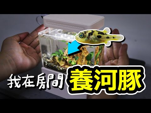 办公室养鱼