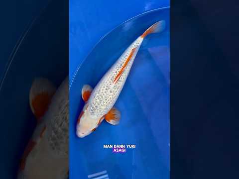 Video Vorschau Teil 1