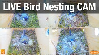 LIVE 4K Nest Box Cam - Wildwald Vosswinkel live webcam