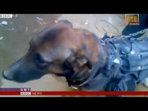U.S. Military Dog Captured By Taliban