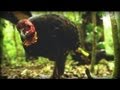 Documentary Nature - And the Mammals Laid Eggs