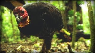 And The Mammals Laid Eggs (Full Documentary)